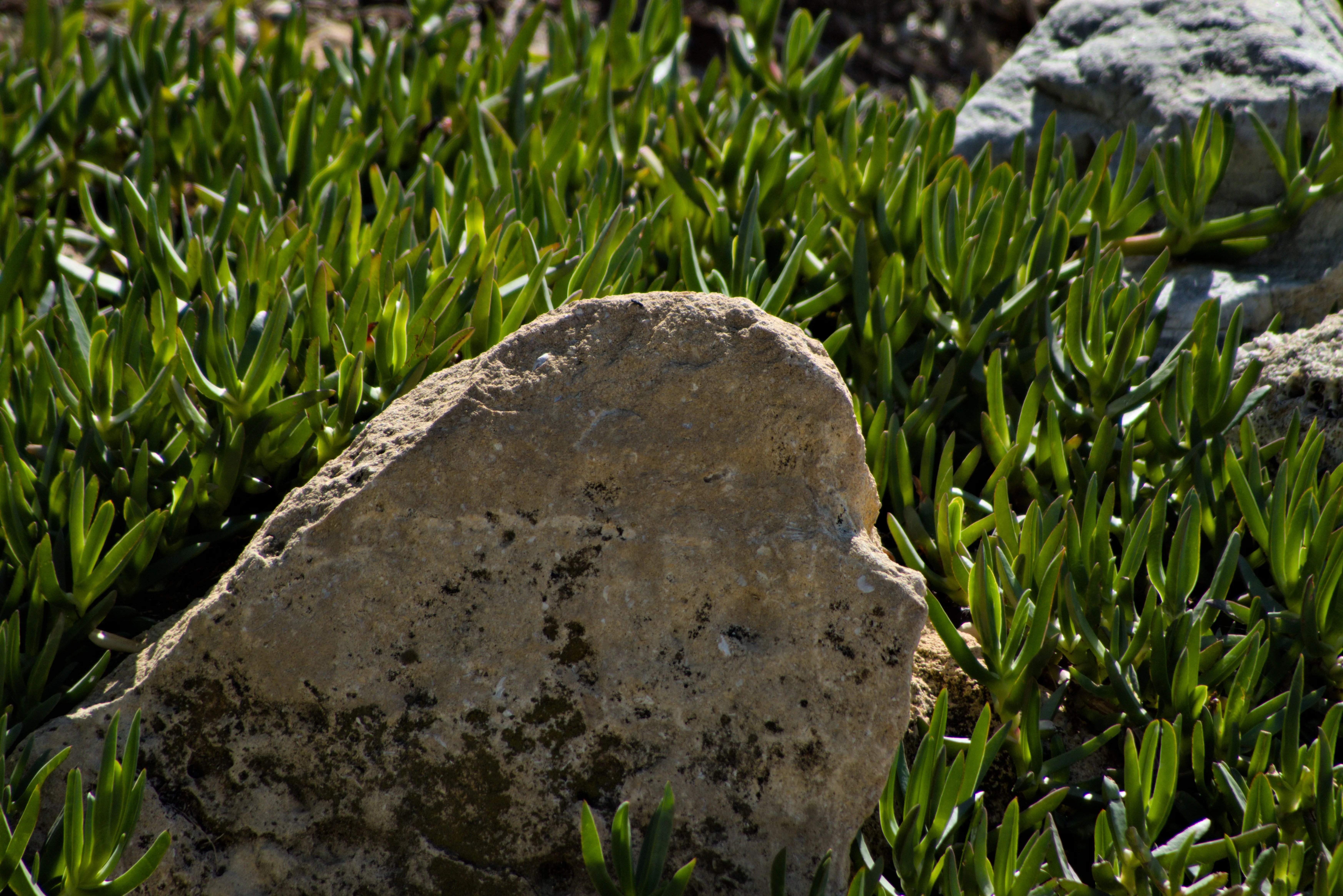 Tamron 28-300mm F3.5-6.3 (EF) - _I4A7016.webp